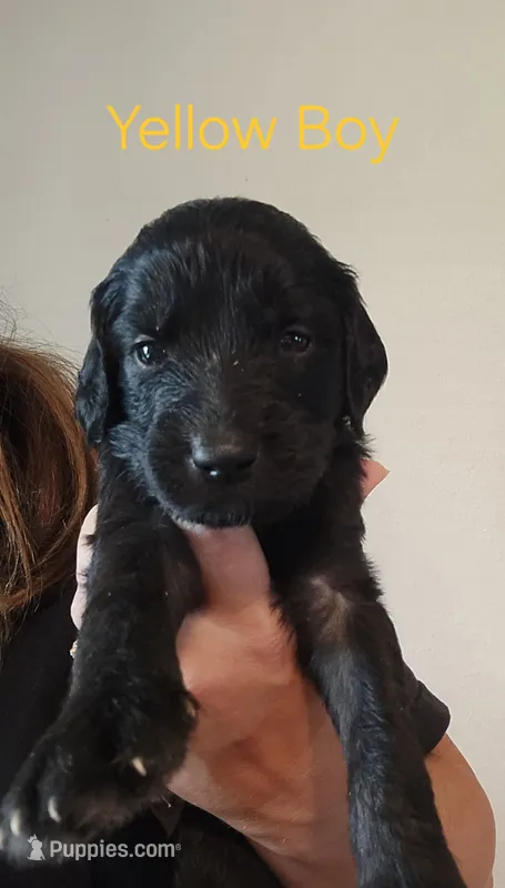 Yellow Boy – Goldendoodle puppy for sale in Fort Meade, FL