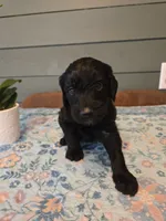 Silver Girl, a female Goldendoodle for sale in Fort Meade, FL – 2 of 4