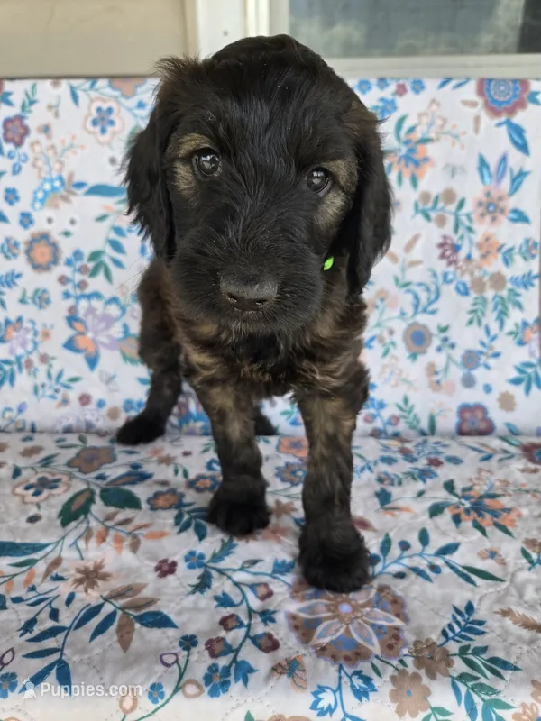 Green Girl – Goldendoodle puppy for sale in Fort Meade, FL