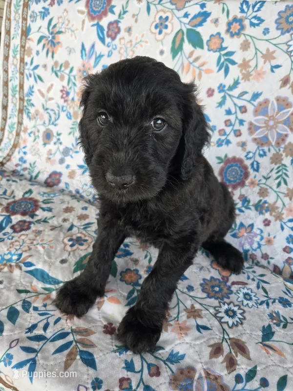 Purple Girl – Goldendoodle puppy for sale in Fort Meade, FL