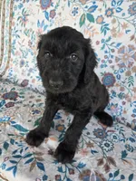 Purple Girl, a female Goldendoodle for sale in Fort Meade, FL – 1 of 6