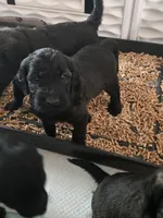 Orange Boy, a male Goldendoodle for sale in Fort Meade, FL – 7 of 10