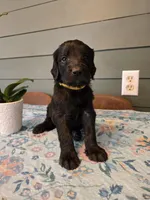 Yellow Boy, a male Goldendoodle for sale in Fort Meade, FL – 6 of 9