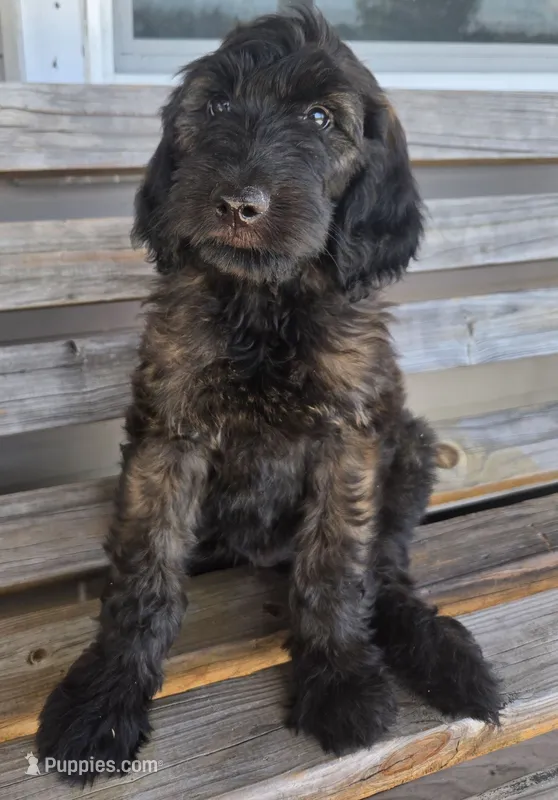 Green Girl – Goldendoodle puppy for sale in Fort Meade, FL