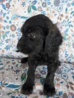 Purple Girl, a female Goldendoodle for sale in Fort Meade, FL – 3 of 6
