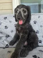 Yellow Boy, a male Goldendoodle for sale in Fort Meade, FL – 1 of 9