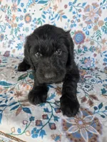 Purple Girl, a female Goldendoodle for sale in Fort Meade, FL – 2 of 6