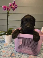 Blue Girl, a female Goldendoodle for sale in Fort Meade, FL – 4 of 4