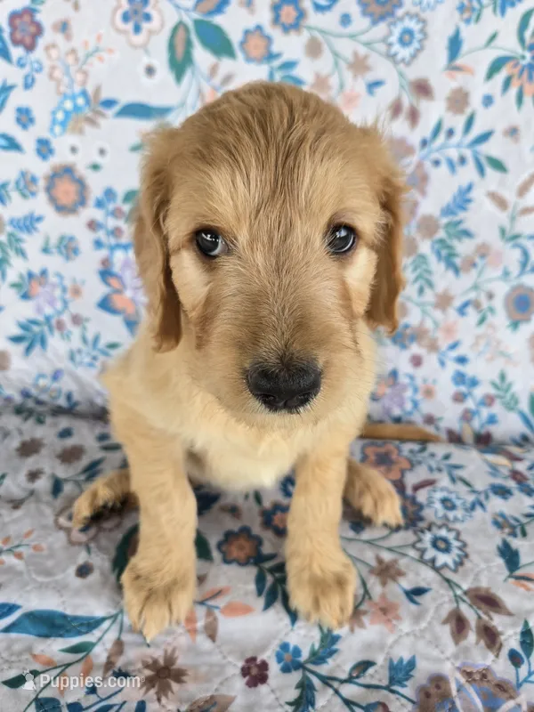 Pink Girl – Goldendoodle puppy for sale in Fort Meade, FL
