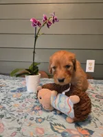 Blue boy, a male Goldendoodle for sale in Fort Meade, FL – 6 of 7