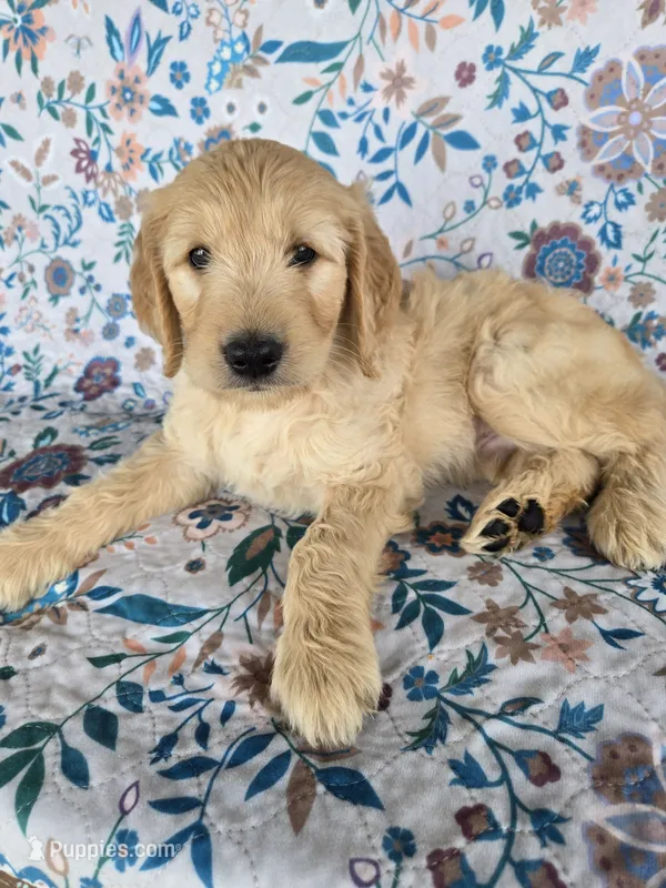 Green Boy – Goldendoodle puppy for sale in Fort Meade, FL