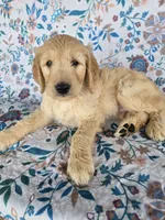 Green Boy, a male Goldendoodle for sale in Fort Meade, FL – 1 of 7