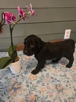 Purple Girl, a female Goldendoodle for sale in Fort Meade, FL – 5 of 6