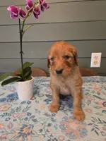 Blue boy, a male Goldendoodle for sale in Fort Meade, FL – 5 of 7