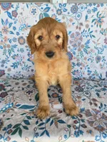 Blue boy, a male Goldendoodle for sale in Fort Meade, FL – 2 of 7