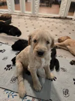 Green Boy, a male Goldendoodle for sale in Fort Meade, FL – 6 of 7