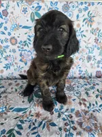 Green Girl, a female Goldendoodle for sale in Fort Meade, FL – 3 of 6