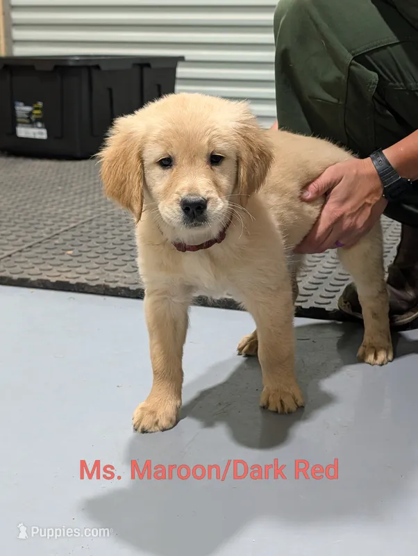 Ms. Maroon – Golden Retriever puppy for sale in Fayetteville, NC