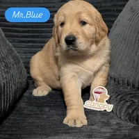 Mr. blue, a male Golden Retriever for sale in Fayetteville, NC – 1 of 2