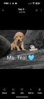 Ms. Teal, a female Golden Retriever for sale in Fayetteville, NC – 1 of 2