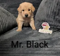 Mr. Black, a male Golden Retriever for sale in Fayetteville, NC – 3 of 4