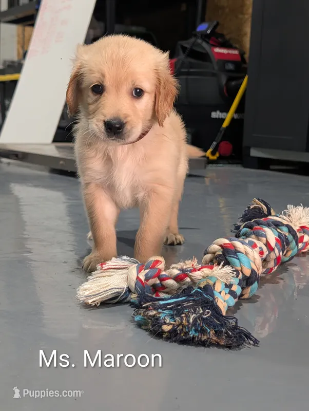 Ms. Maroon – Golden Retriever puppy for sale in Fayetteville, NC