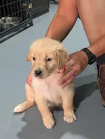 Ms. Red, a female Golden Retriever for sale in Fayetteville, NC – 2 of 7