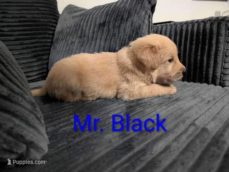 Mr. Black – Golden Retriever puppy for sale in Fayetteville, NC