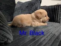 Mr. Black, a male Golden Retriever for sale in Fayetteville, NC – 1 of 4