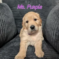Ms. Purple, a female Golden Retriever for sale in Fayetteville, NC – 1 of 3
