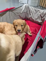 Ms. Pink , a female Golden Retriever for sale in Fayetteville, NC – 3 of 4
