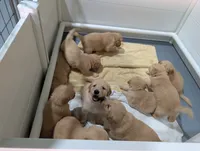 Ms. Dark Green, a female Golden Retriever for sale in Fayetteville, NC – 2 of 5