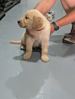 Mr. Orange, a male Golden Retriever for sale in Fayetteville, NC – 2 of 8
