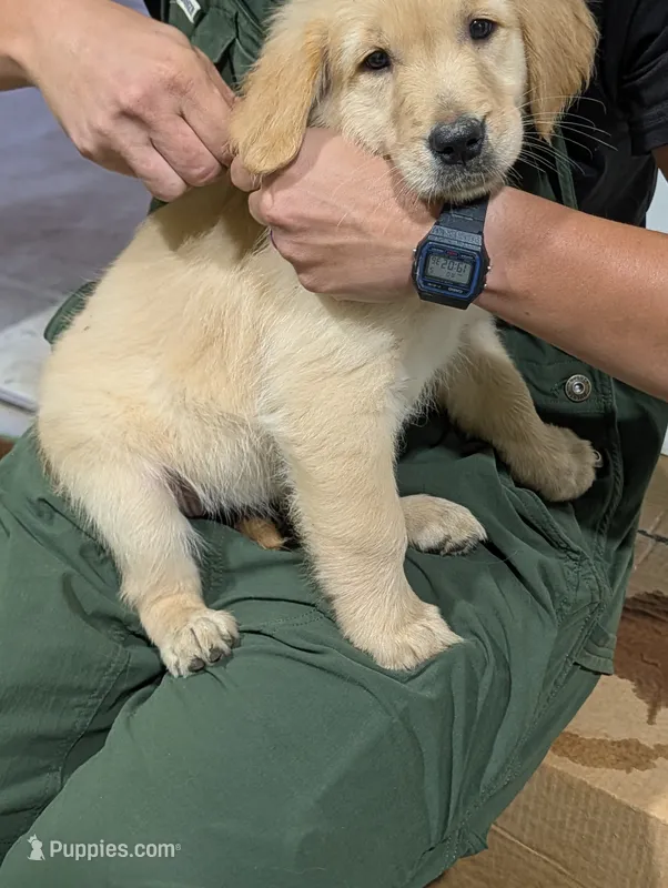 Ms. Red – Golden Retriever puppy for sale in Fayetteville, NC