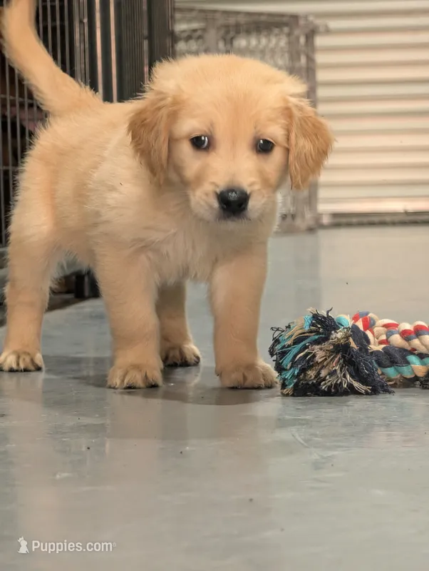 Mr. Light Green – Golden Retriever puppy for sale in Fayetteville, NC