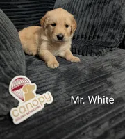 Mr. White, a male Golden Retriever for sale in Fayetteville, NC – 2 of 3