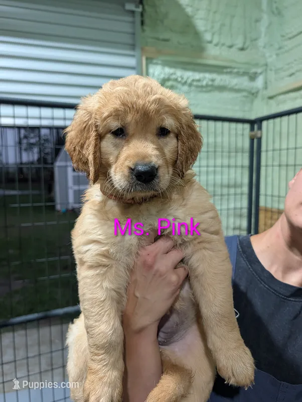 Ms. Pink  – Golden Retriever puppy for sale in Fayetteville, NC