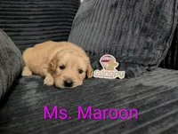 Ms. Maroon, a female Golden Retriever for sale in Fayetteville, NC – 2 of 3