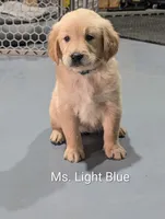 Ms. Light Blue/Teal, a female Golden Retriever for sale in Fayetteville, NC – 2 of 6