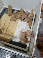 Ms. Dark Green, a female Golden Retriever for sale in Fayetteville, NC – 5 of 5