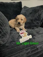 Mr. Light Green, a male Golden Retriever for sale in Fayetteville, NC – 1 of 3