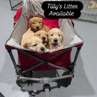 Mr. blue, a male Golden Retriever for sale in Fayetteville, NC – 2 of 2