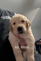 Mr. White, a male Golden Retriever for sale in Fayetteville, NC – 1 of 3