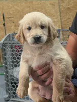 Ms. Light Blue/Teal, a female Golden Retriever for sale in Fayetteville, NC – 4 of 6