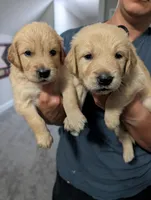 Mr. Red, a male Golden Retriever for sale in Fayetteville, NC – 4 of 5