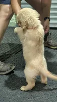 Mr. Orange, a male Golden Retriever for sale in Fayetteville, NC – 8 of 8