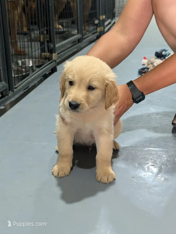 Mr. Orange – Golden Retriever puppy for sale in Fayetteville, NC