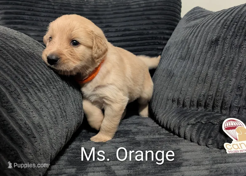 Ms. Orange – Golden Retriever puppy for sale in Fayetteville, NC