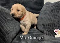 Ms. Orange, a female Golden Retriever for sale in Fayetteville, NC – 1 of 4