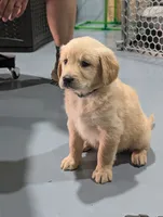 Ms. Light Blue/Teal, a female Golden Retriever for sale in Fayetteville, NC – 1 of 6